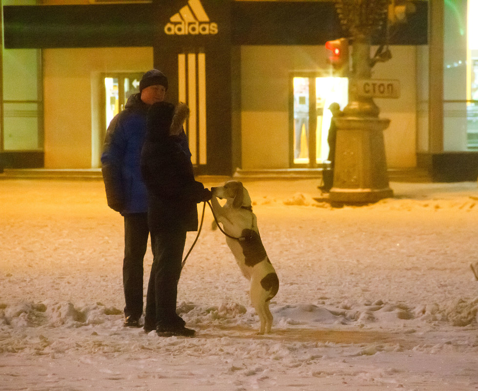 Собака-замерзака в ожидании Олимпийского огня - Дарья Казбанова