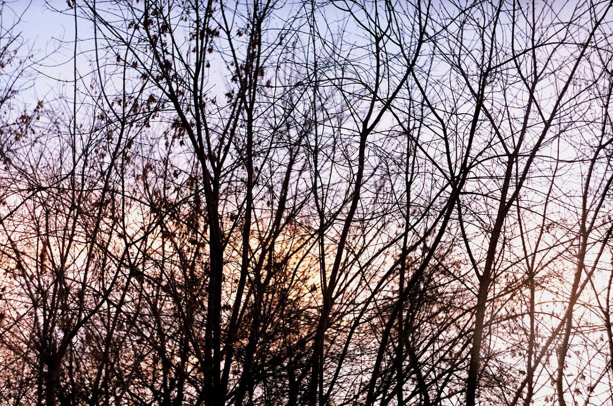 Деревья на закате - Евгения Анисимова