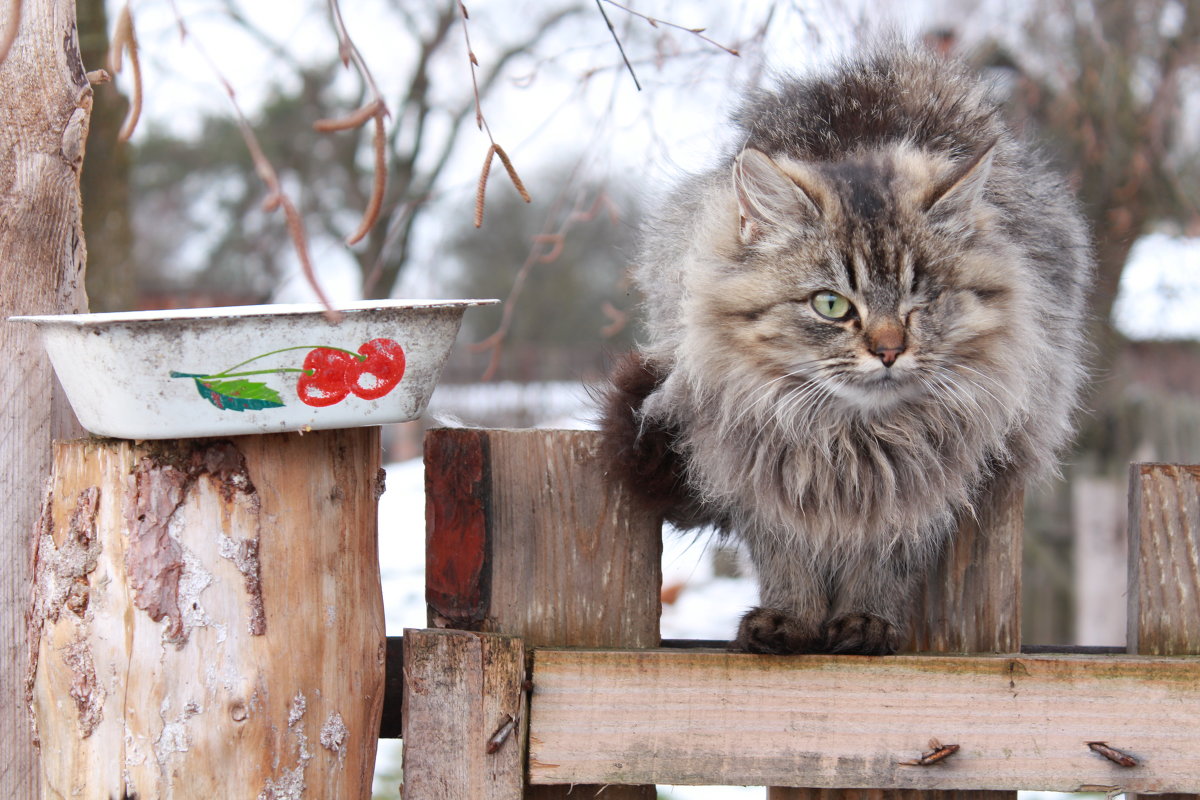 кот - Marinka 