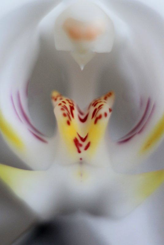 орхидея - Екатерина Токарская