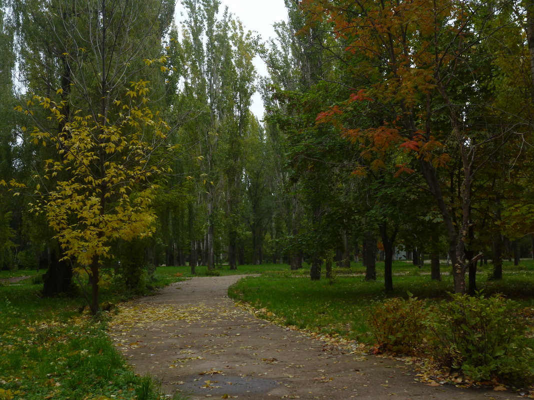 Городской парк. - нина 