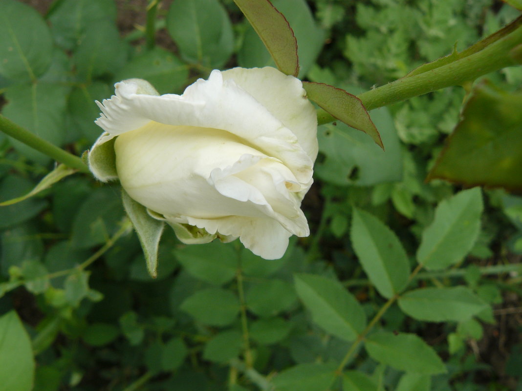 белая роза - Владимир 