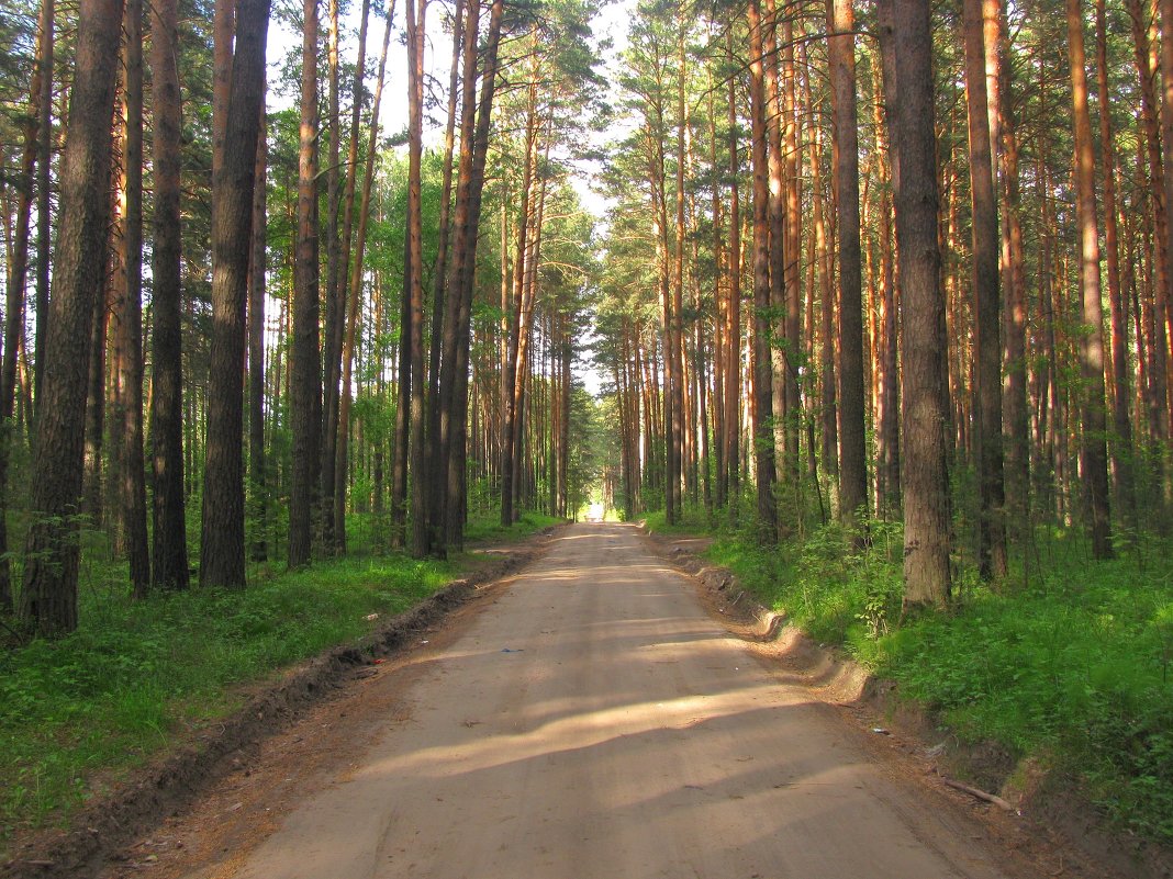 Сосновый бор - Алексей Сараев