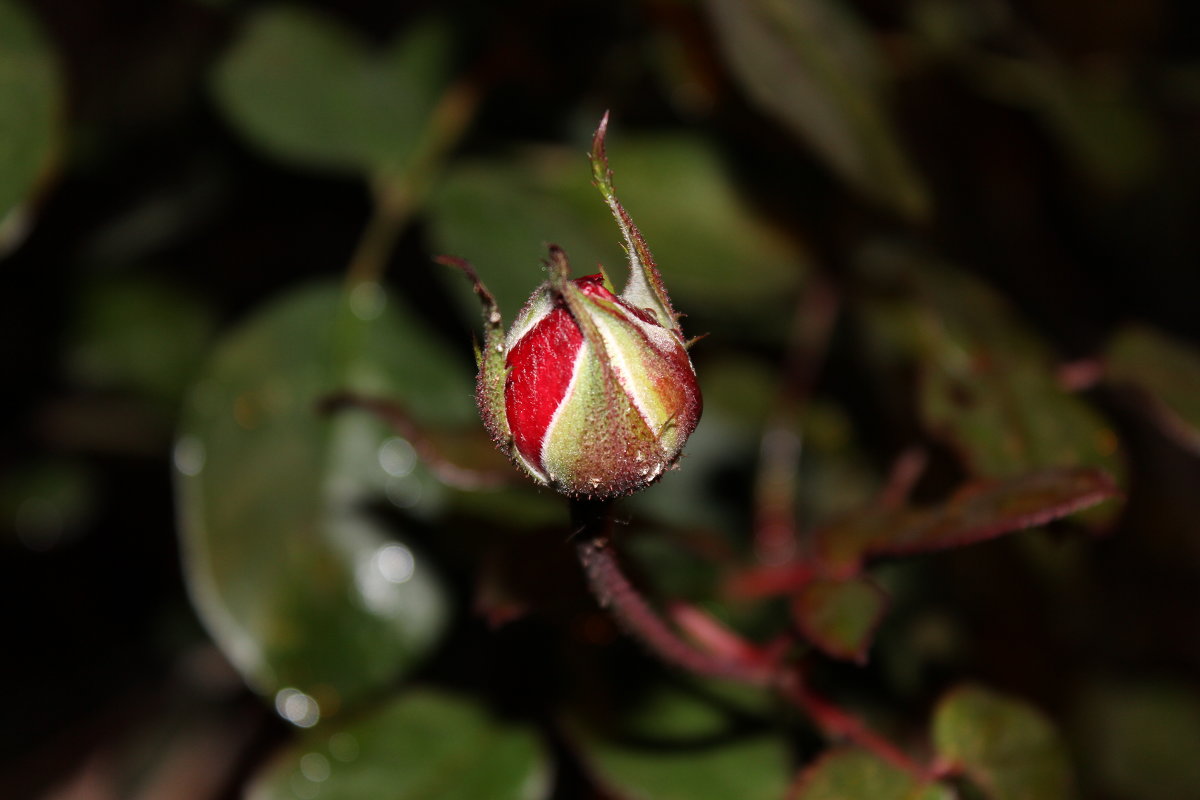 Бутон садовой розы - gosha-nn 