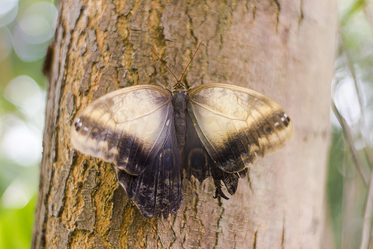 Бабочка на дереве - Светлана Белова (Груздева)