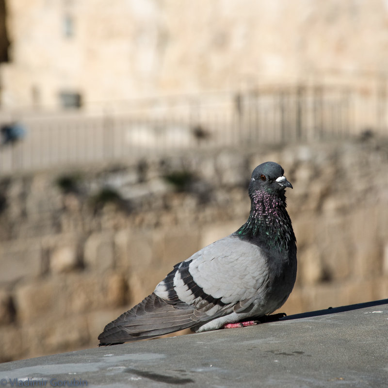 Голубь на стене старого Иерусалима - Владимир Горубин
