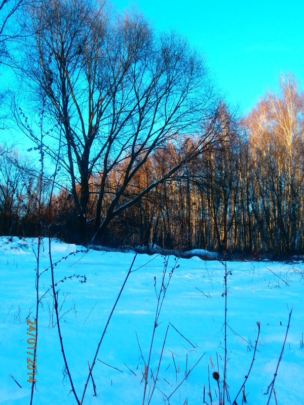 зимний лес - Nata-li 