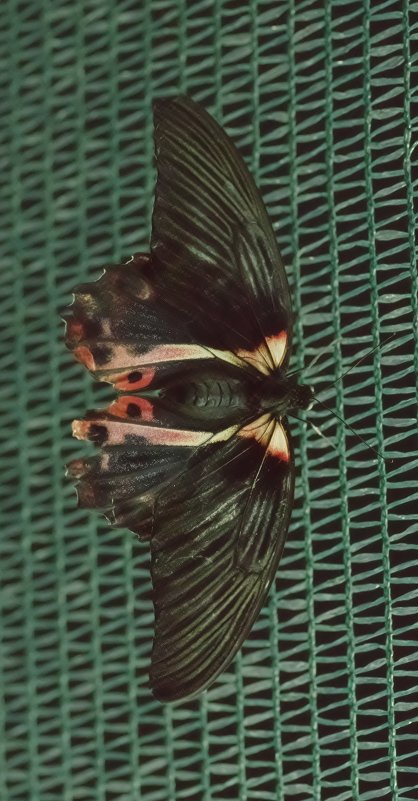 Тропические бабочки - Vladymyr Nastevych