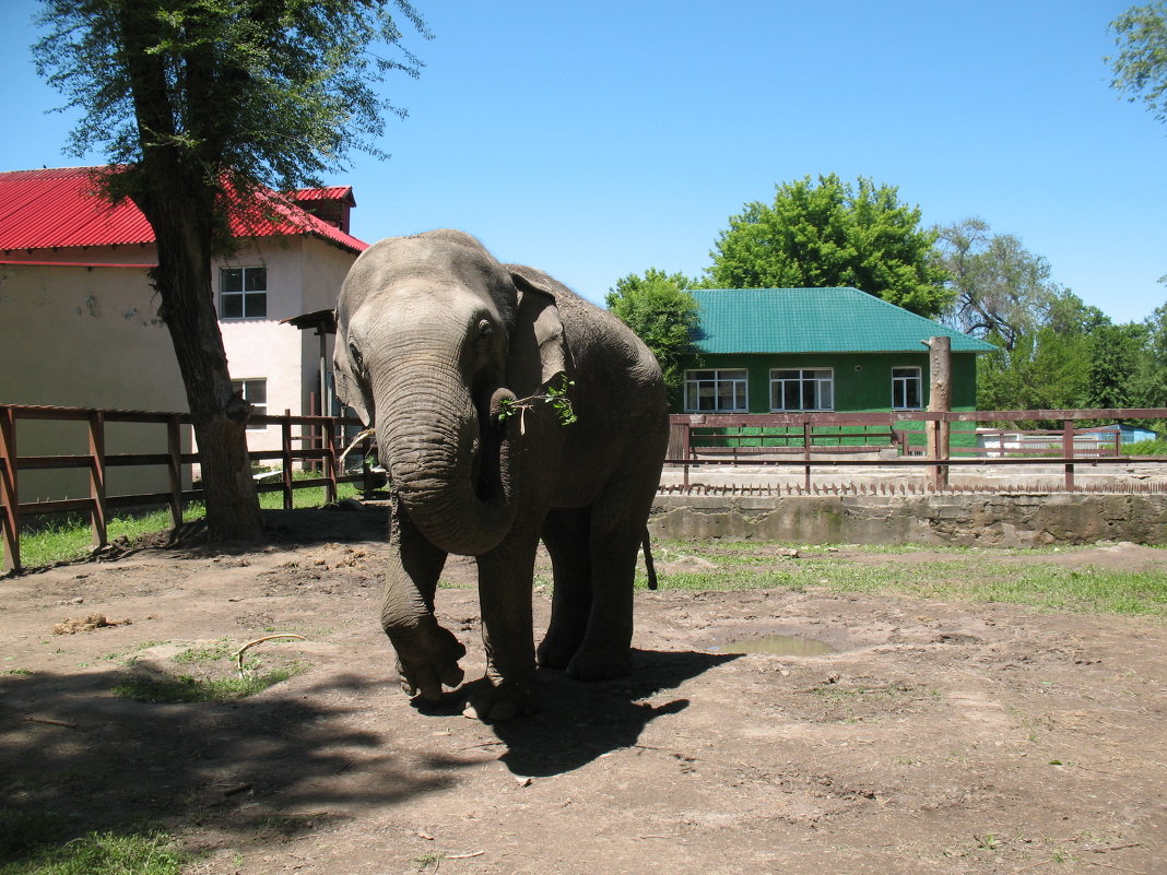 слон в зоопарке - Karlygash Khassenova