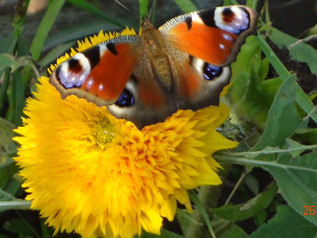 Бабочка на цветке - Ирина 