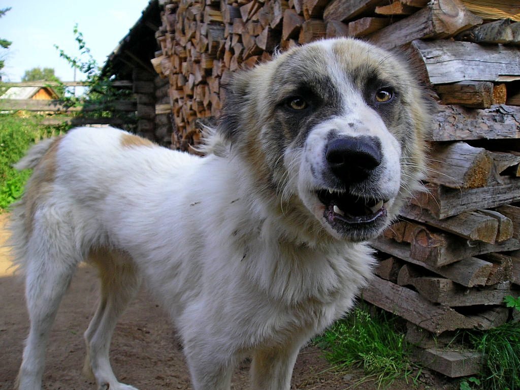 -Ну ты это! Тово!Не видишь,охраняю! - Алексей Сараев