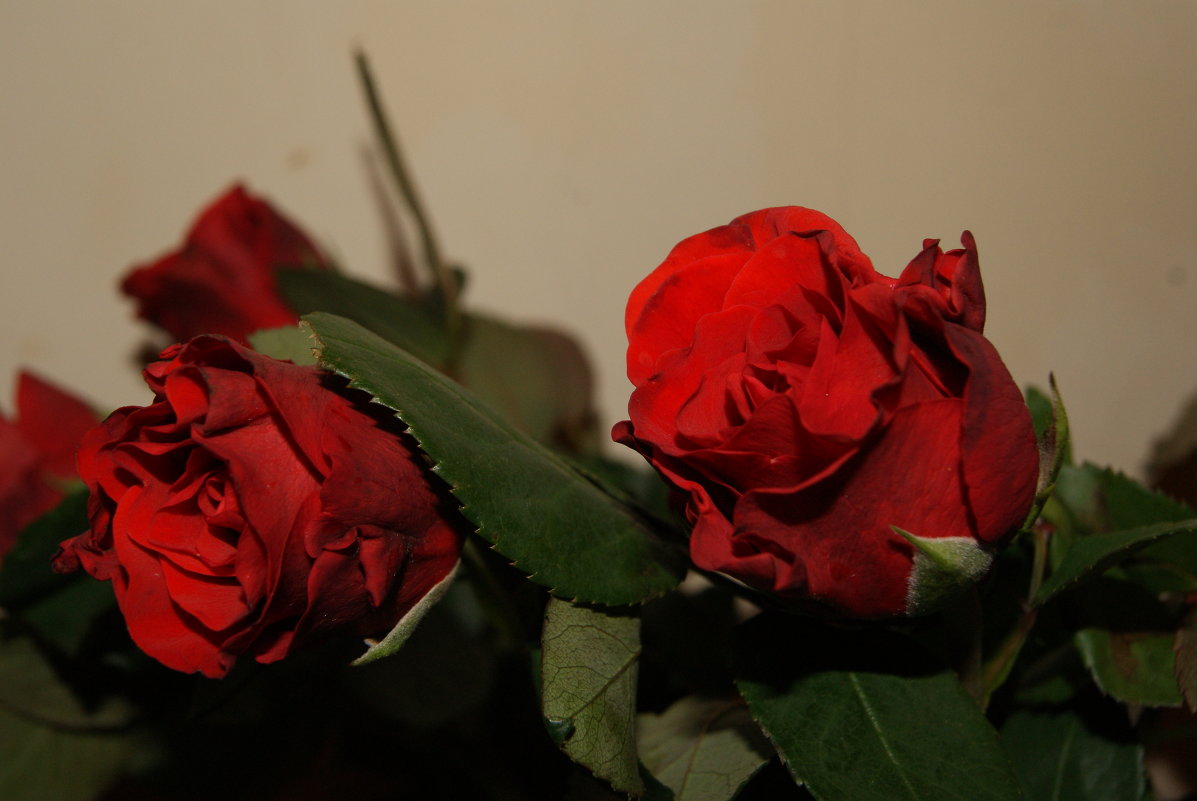 Красные цветы - Олександра Сидор