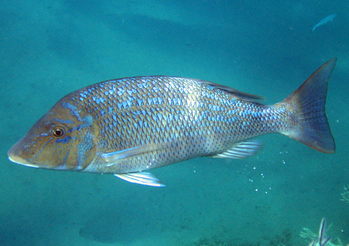 Рыба 27 - PERDOFF 