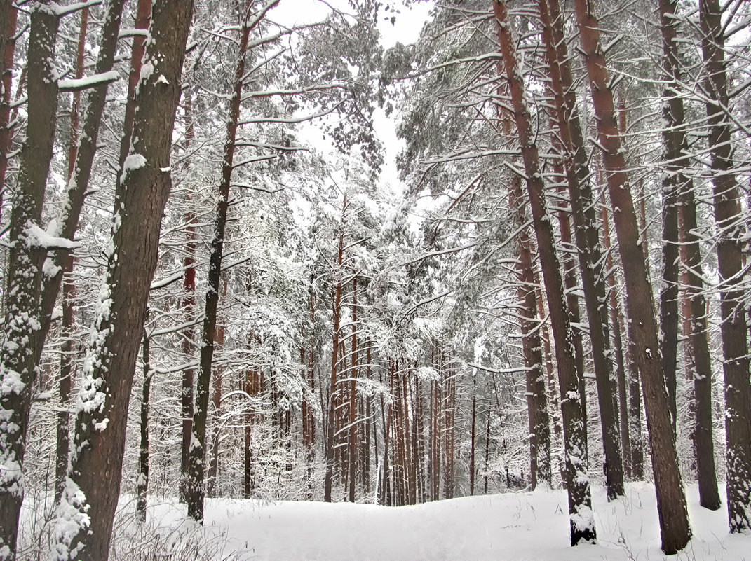 Идёт зима аукает и зимний лес баюкает - Удивительное Рядом
