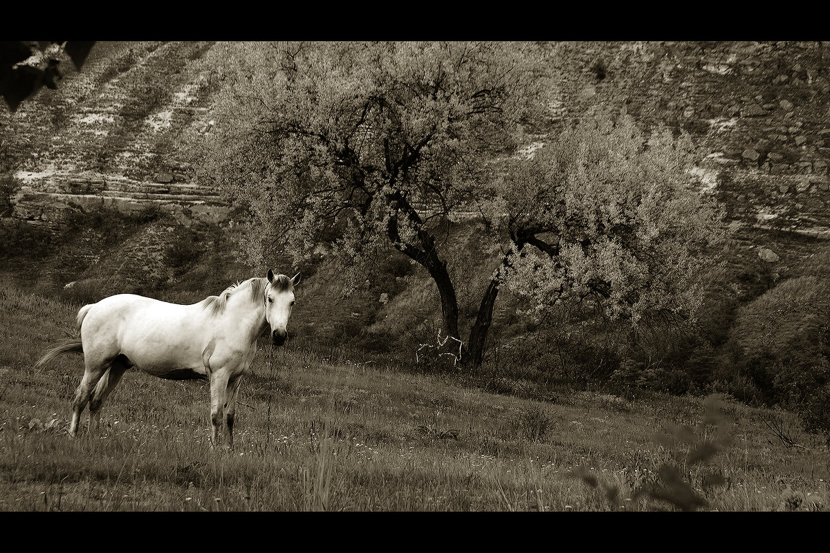 белый конь и розовый слон - Эндрю 