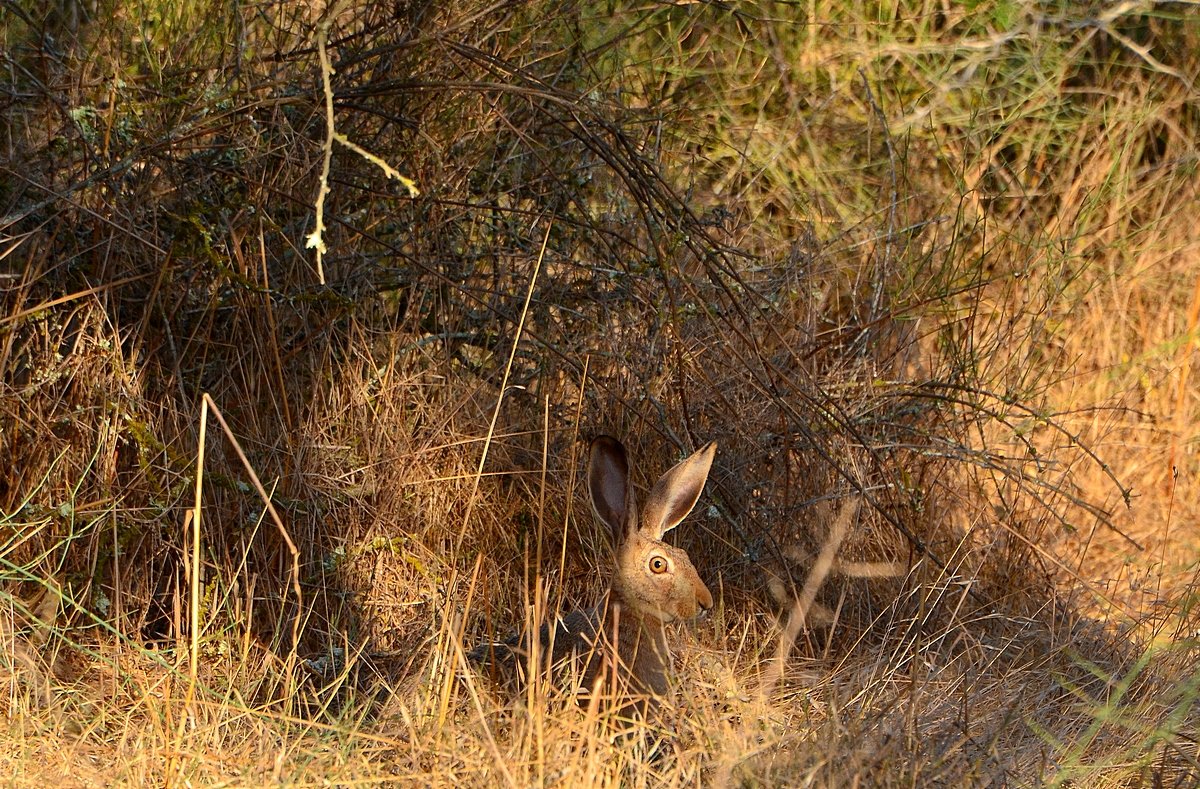 19.09.12 ארנבת מצויה , Lepus capensis, Капский заяц - Борис Ржевский