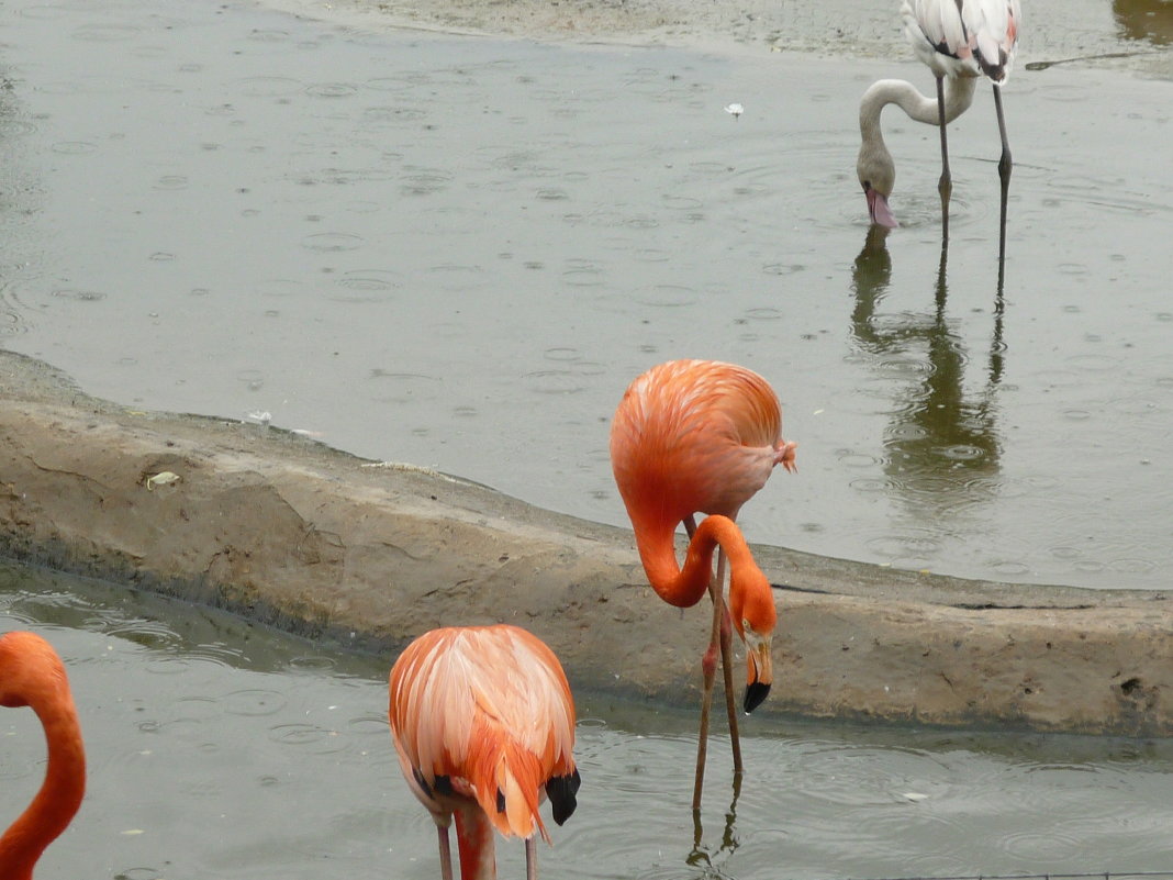 фламинго - наталья грачева