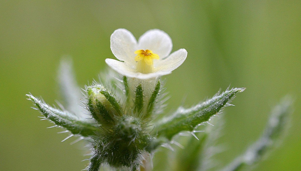 05.03.13 Anchusa aegyptiaca - воловий язык египетский - Борис Ржевский