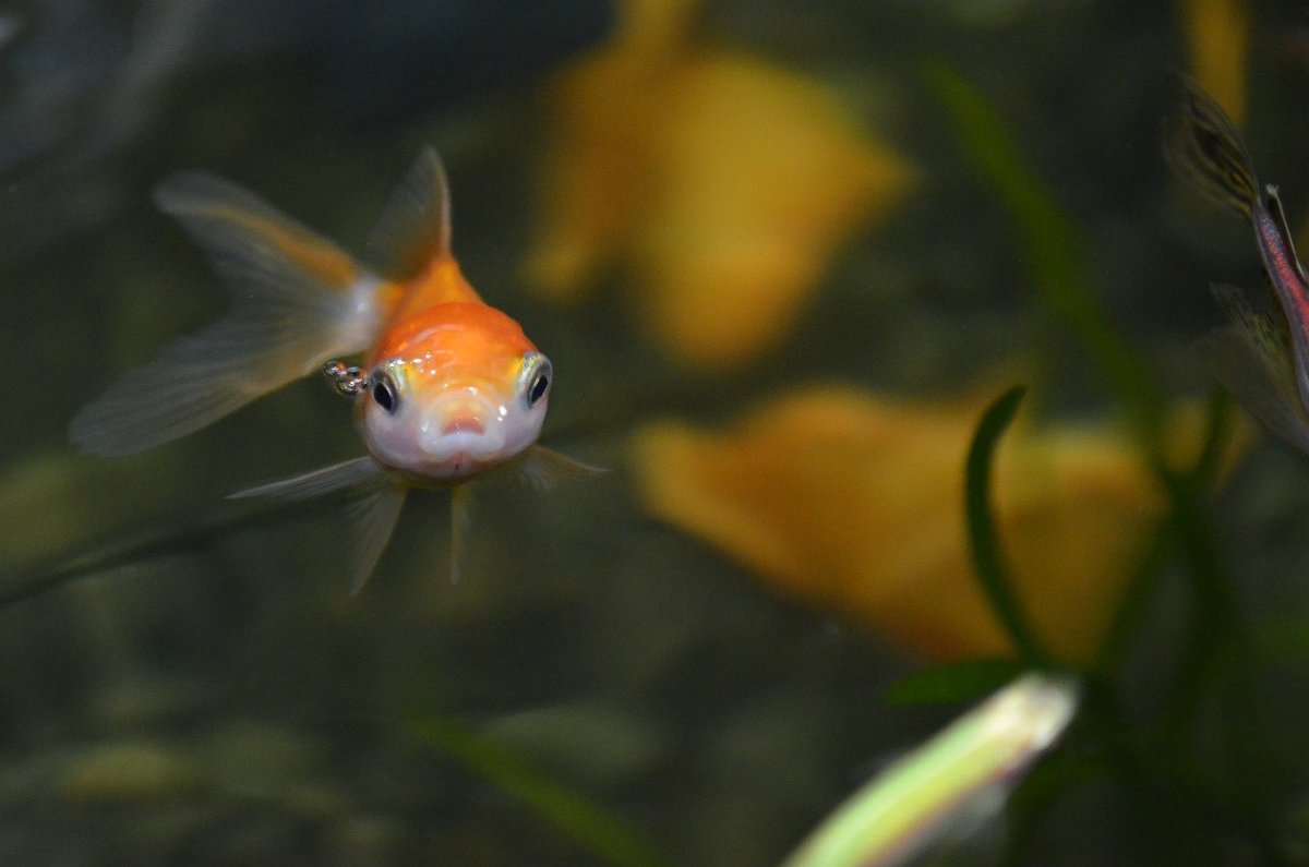 золотая рыбка - Юля 
