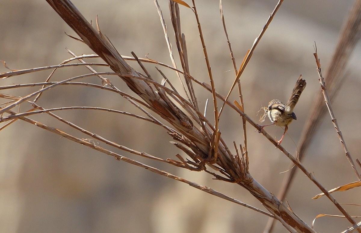 12.05.12 Приния изящная (Prinia gracilis), материал для гнезда - Борис Ржевский