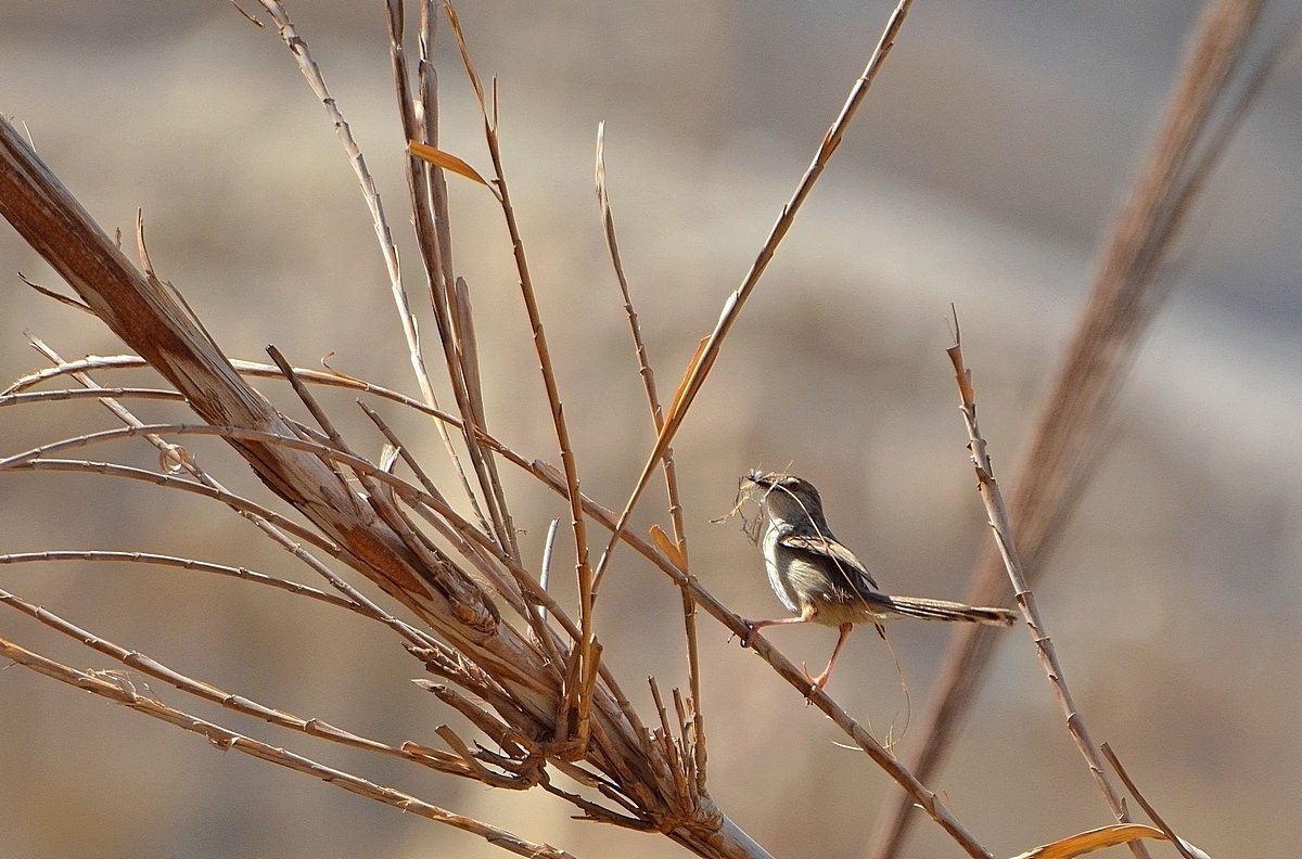 12.05.12 Приния изящная (Prinia gracilis), материал для гнезда - Борис Ржевский