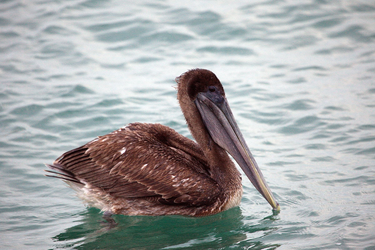 Key West - Victor 