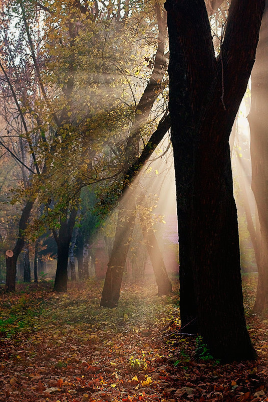 Осенние лучи - Дмитрий Катин
