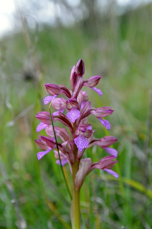 17.03.12 Ятрышник каспийский, Орхидея мотыльковая. (Orchis caspia, O. papilionacea - Борис Ржевский