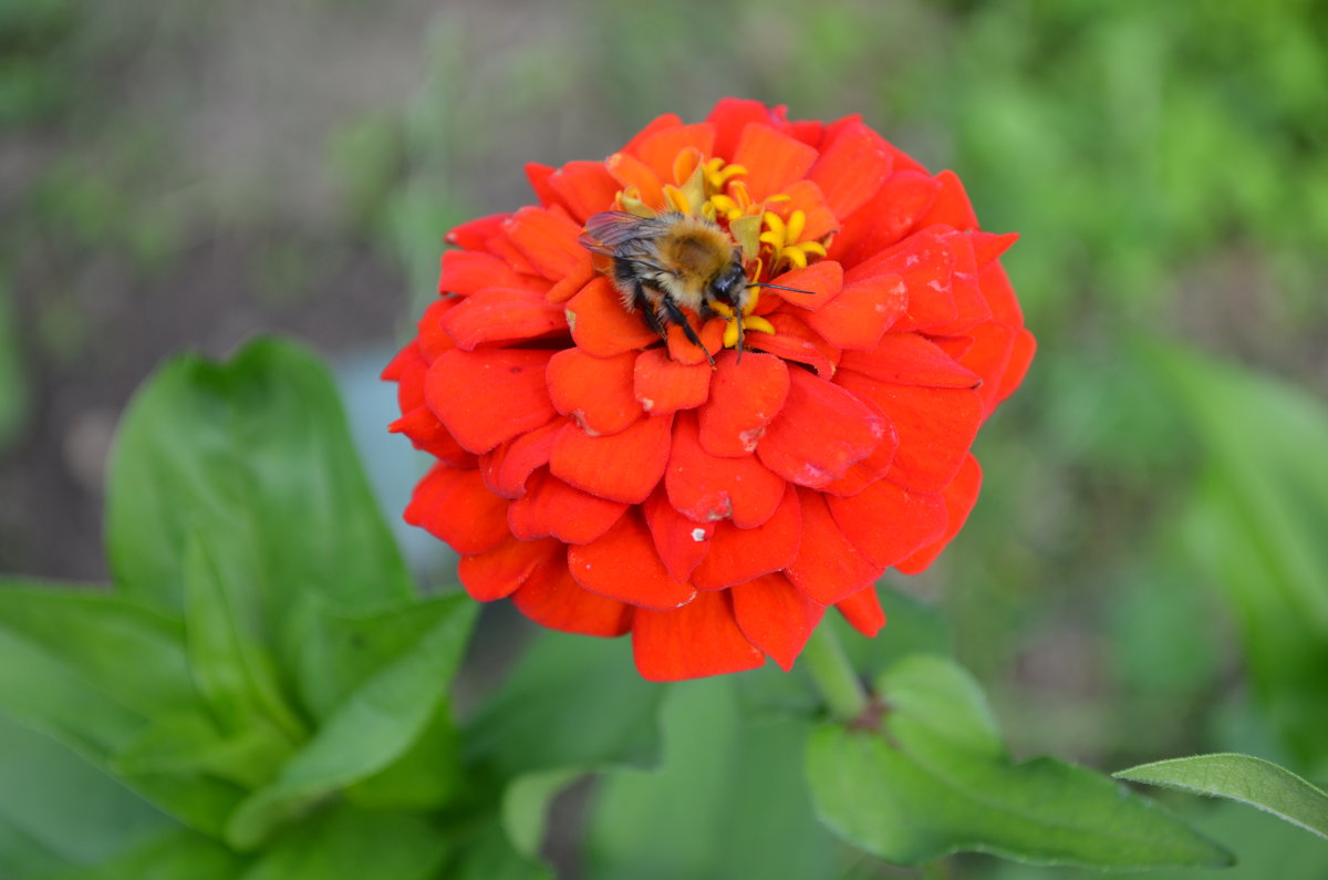 Пчелка - Наталья 