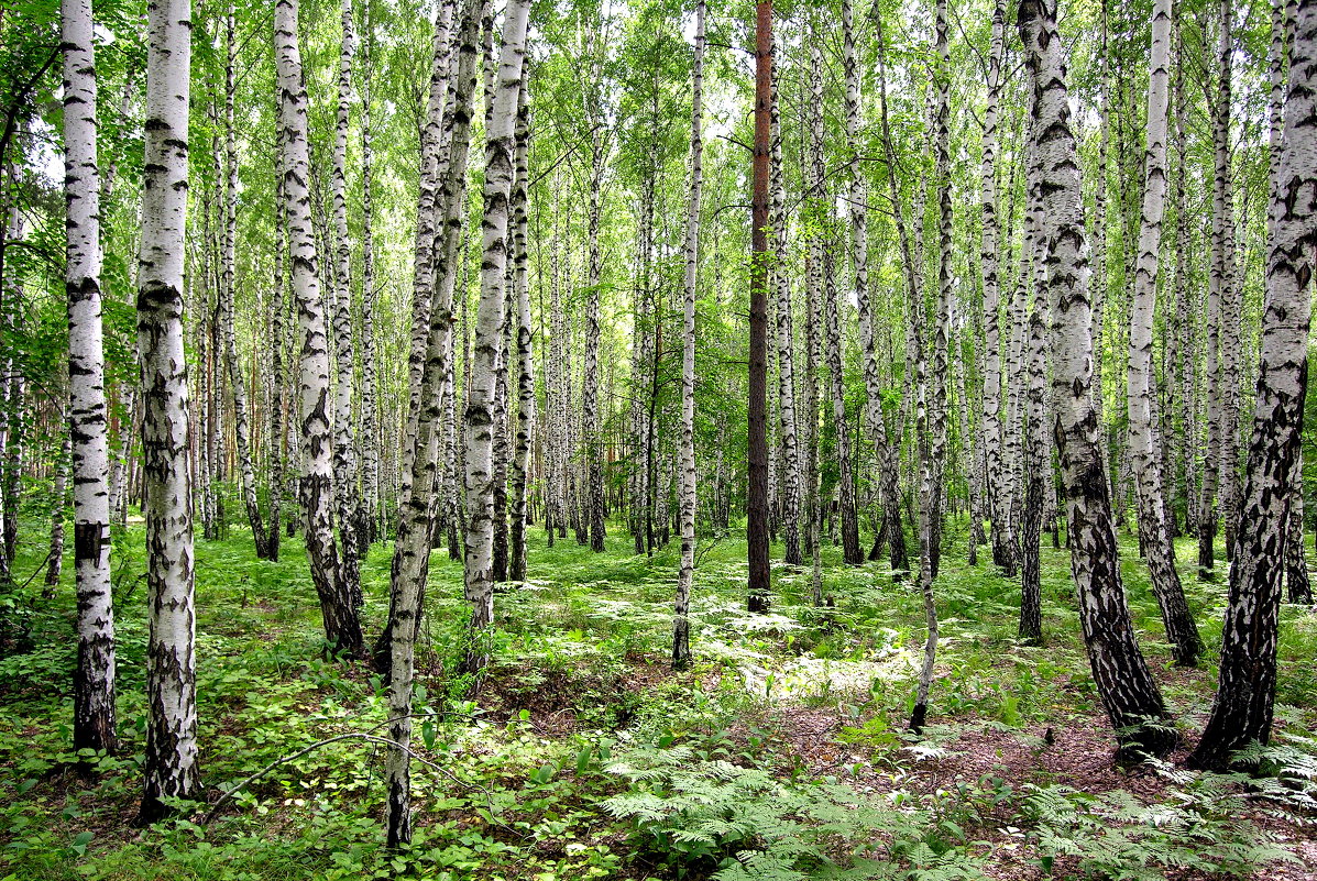 Россия. Сосна в березовом лесу - YURII K