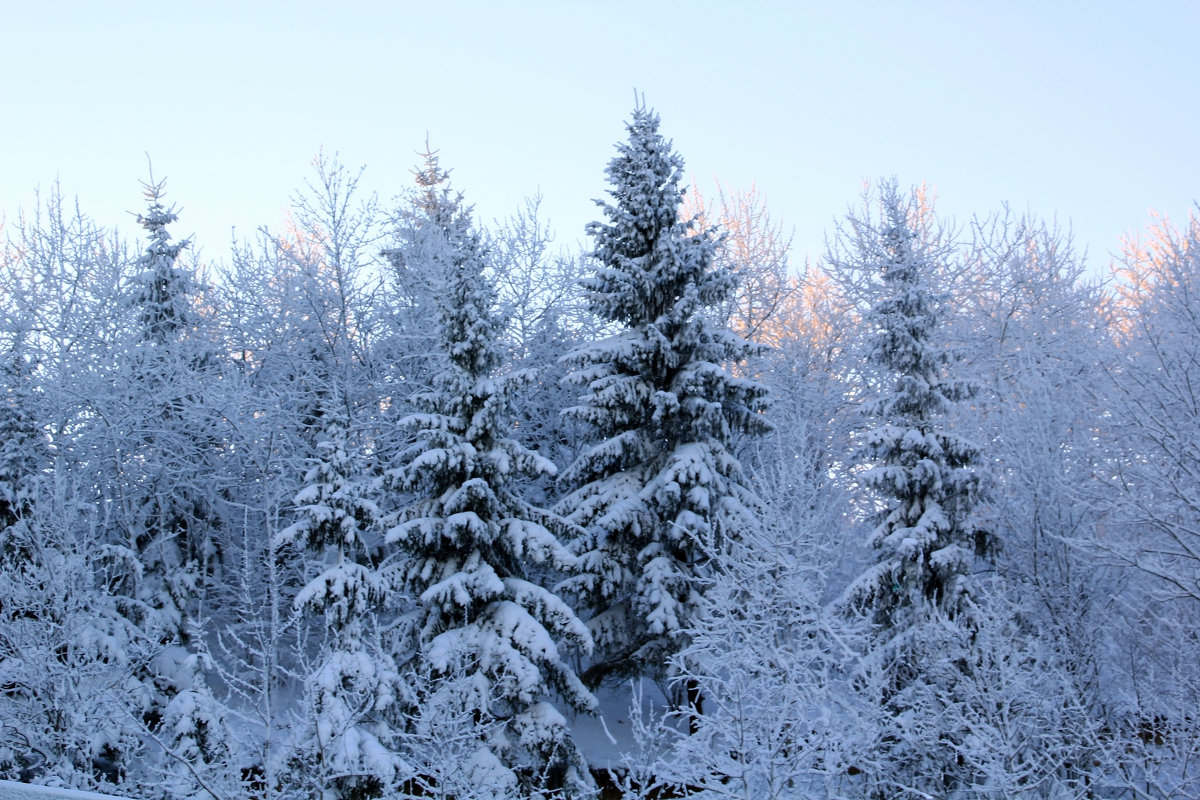 Снег на деревьях - Aнна Зарубина