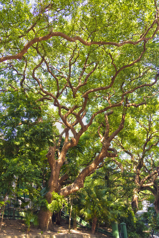 Дерево в ГонКонге - Max Gorbachev