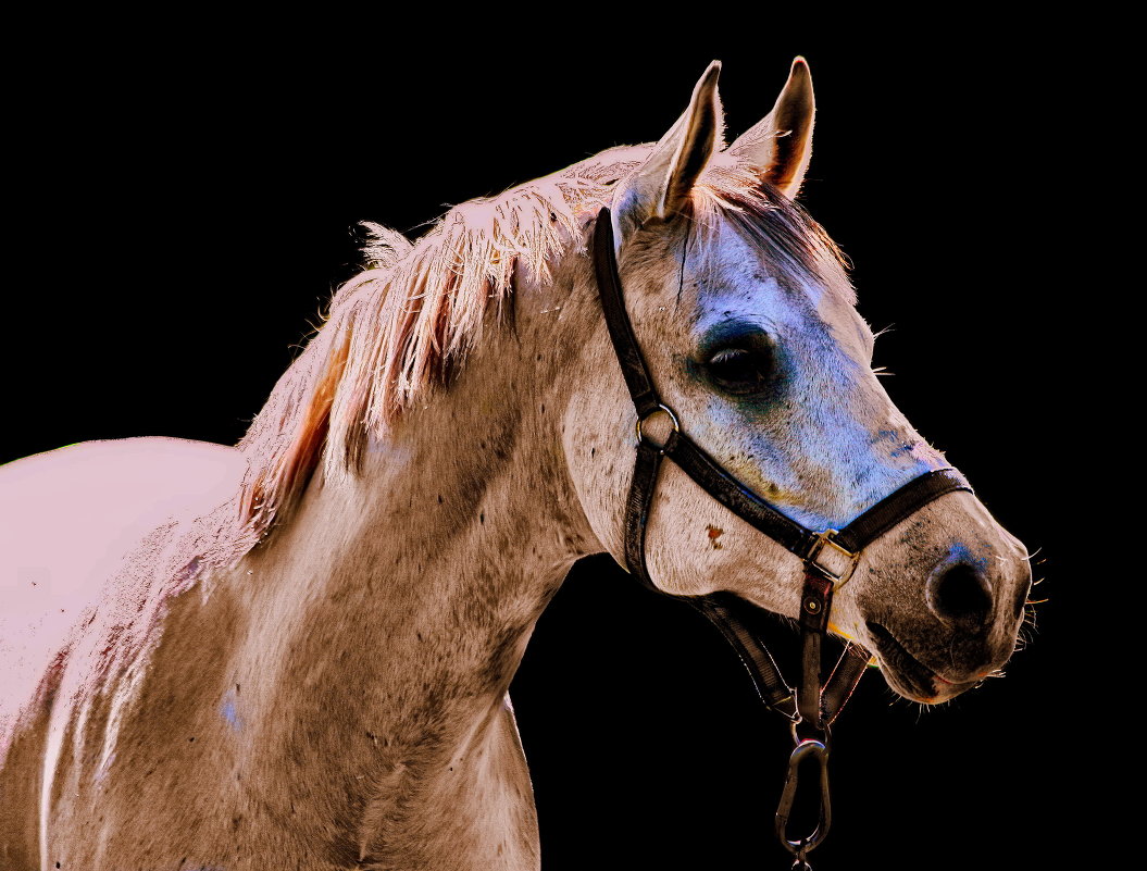 Серый конь - Вячеслав 