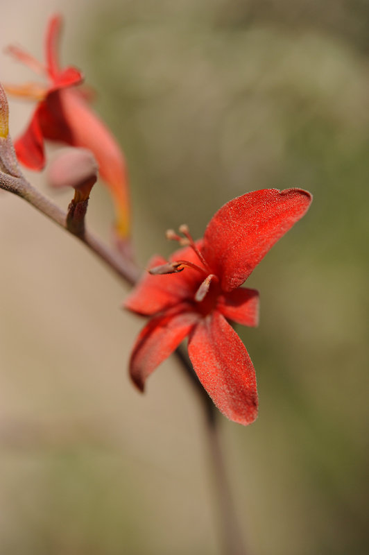 fleur - Elvira Martinova