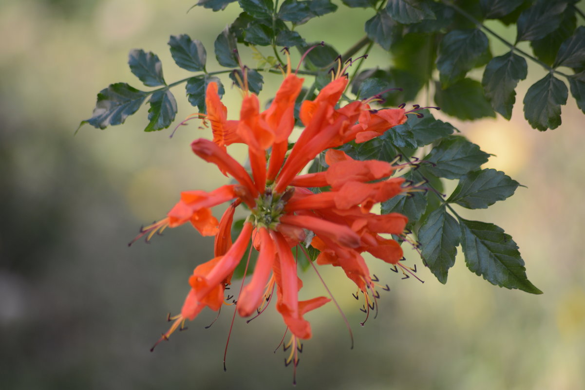 Аленький цветочек - redfox 