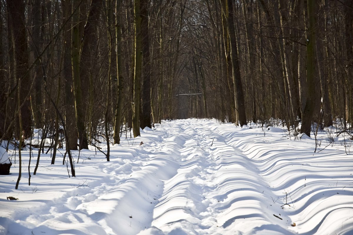 Зимний лес - Татьяна 