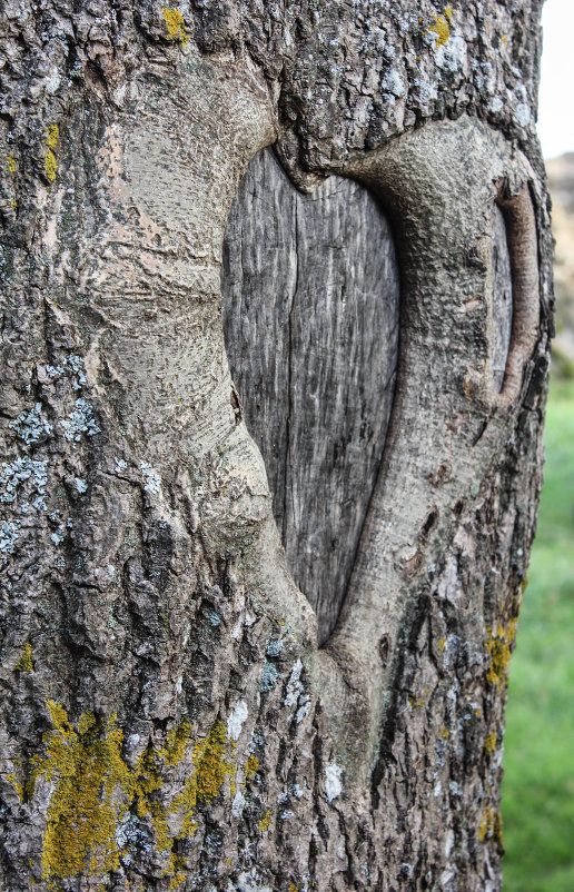 дерево с сердцем - Екатерина 