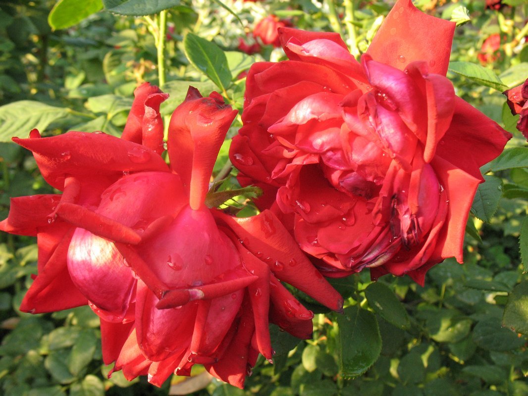 Две розы - Елена Лапина