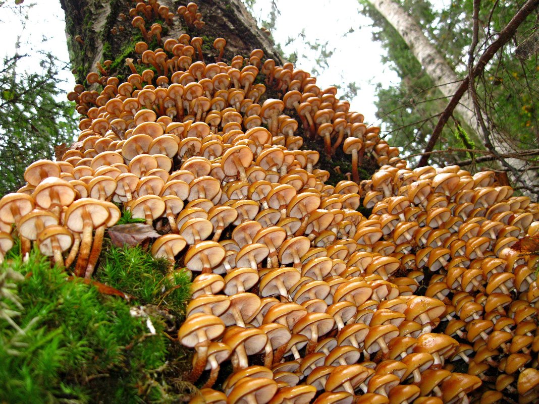 съедобные грибы горячего ключа фото