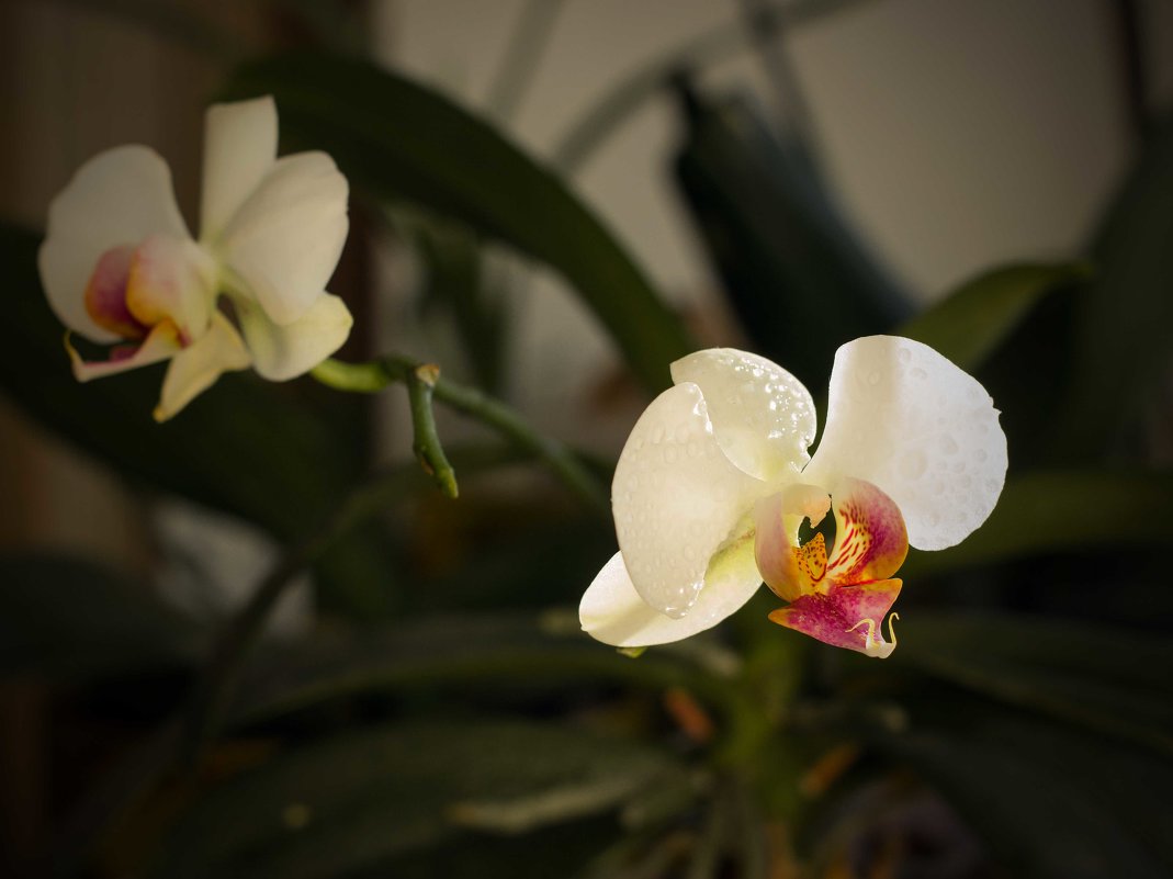 мои орхидеи - Ольга Колосова