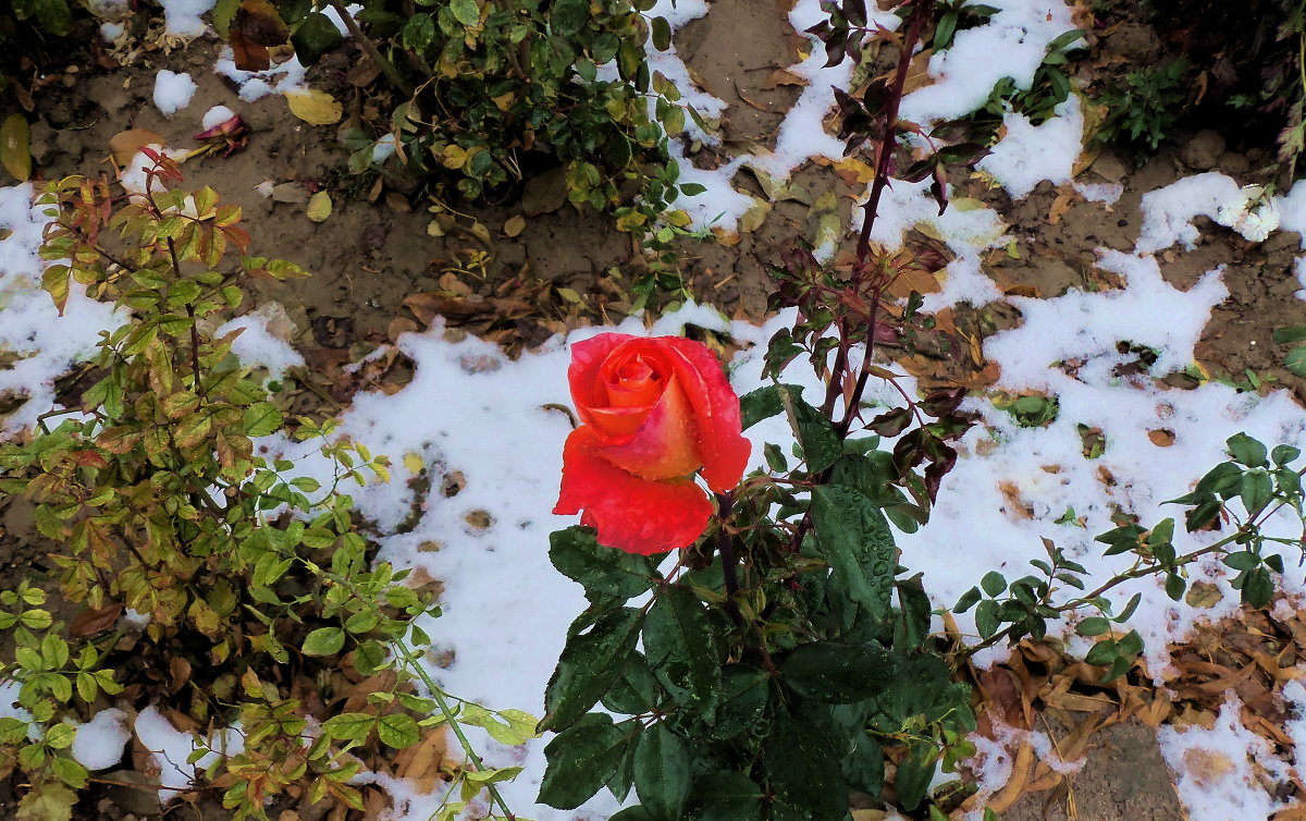 роза на снегу - Юрий Владимирович
