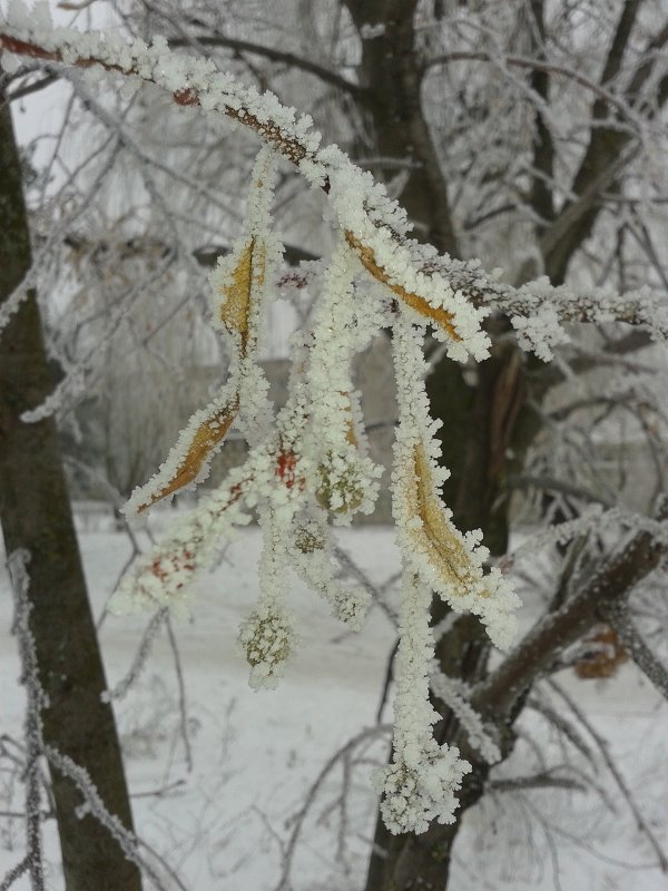 зима - Юлия Закопайло