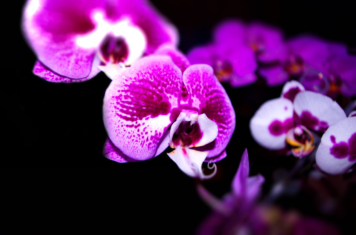 орхидея - Александр Максимов