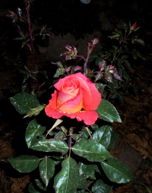 роза ночью - Юрий Владимирович