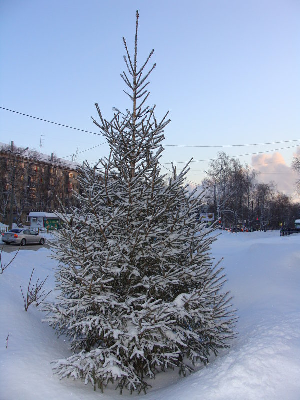 елочка в снегу - Наталья Меркулова