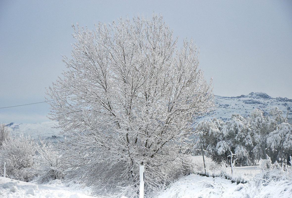 Снежное дерево на юге Испании - Ирина 