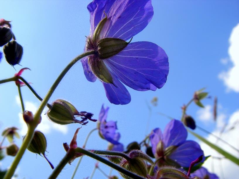 синий цветок - Захар 