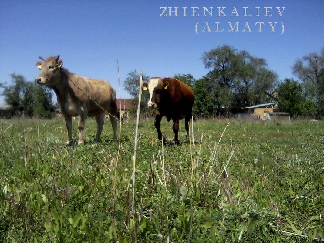 Влюбленные корова  (алматы) - Manas ZHienkaliev