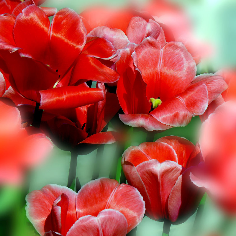 Такие разные тюльпаны - Наталья Лакомова