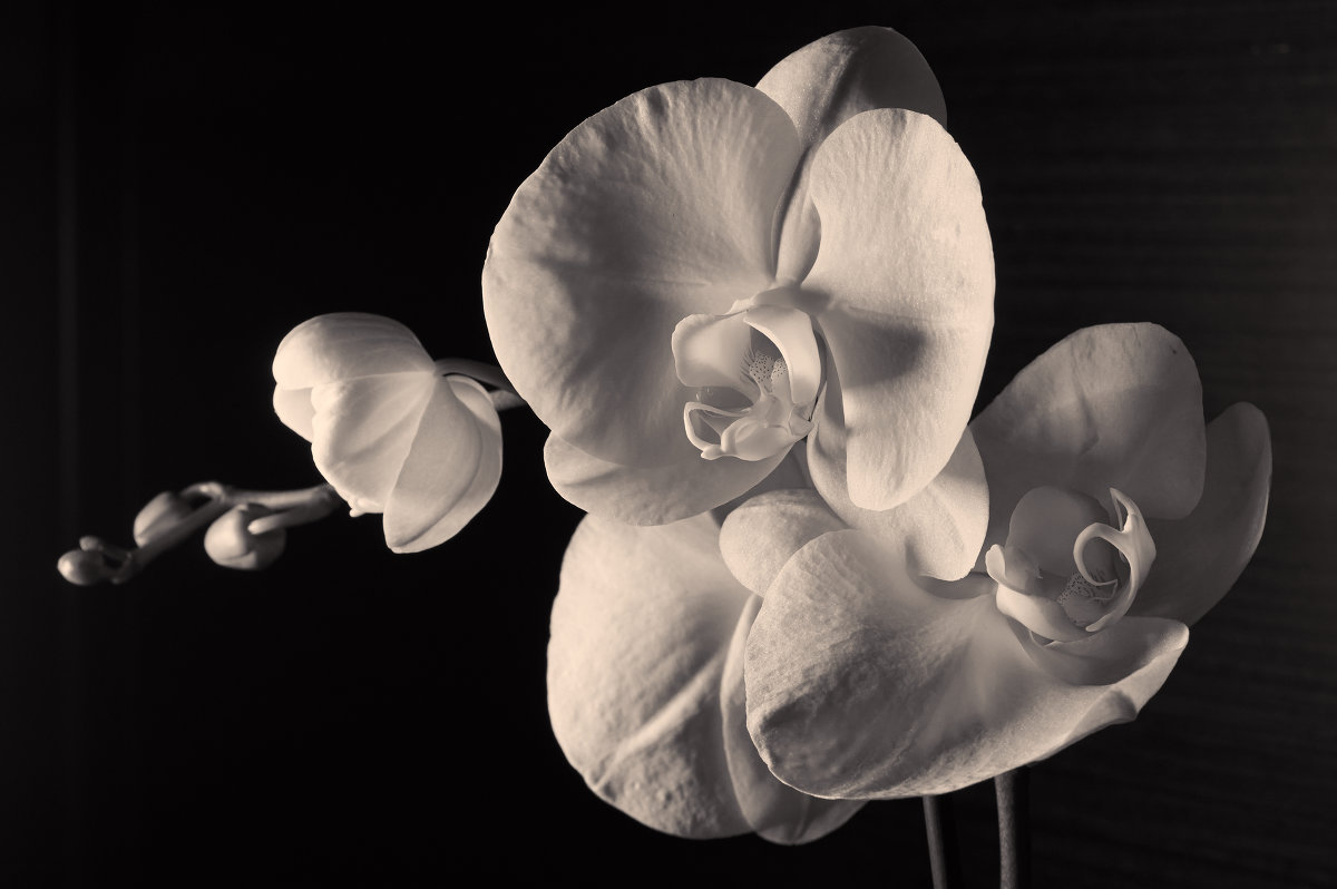 Орхидея - Olga Gladkova